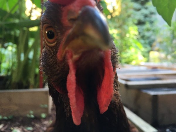 Курица живет в квартире — фото и карьера несушки фотомодели