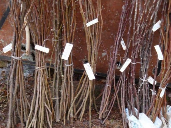 Хранение черенков яблони в домашних условиях до посадки