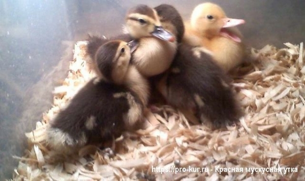 Красная мускусная утка на личном подворье Красная мускусная утка на личном подворье