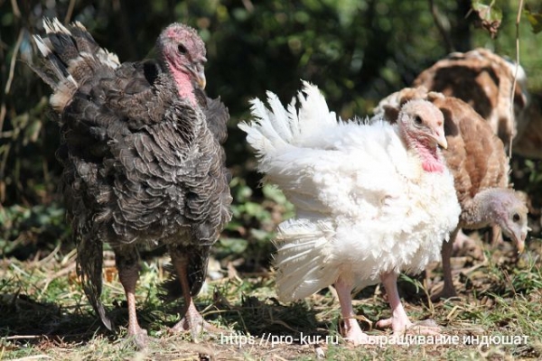Особенности выращивания племенных индюшат