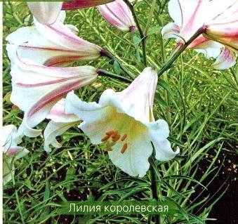Лилии - описание, классификация сортов Лилии - описание, классификация сортов