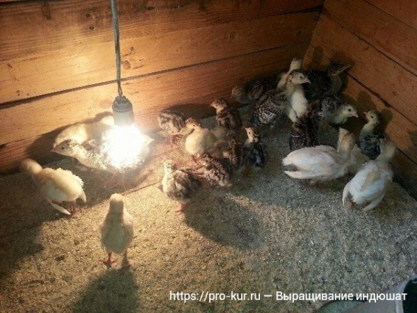 Выращивание индюшат в домашних условиях Выращивание индюшат в домашних условиях