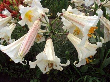 Лилии – посадка, уход, размножение. Лилии – посадка, уход, размножение.