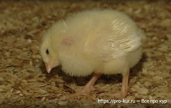 Болезни бройлеров — симптомы и лечение Болезни бройлеров — симптомы и лечение