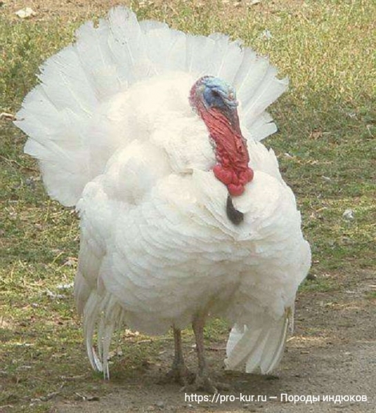 Породы индюков с фото и описанием, характеристики
