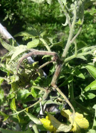 Фитофтора на помидорах как бороться?