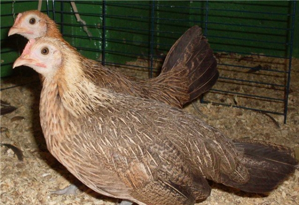 Кто такие куры породы Бентамка? Кто такие куры породы Бентамка?