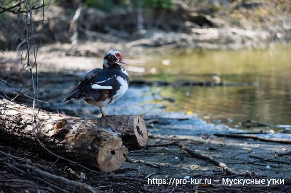 Мускусные утки в домашних условиях