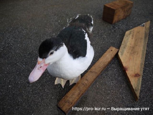 Выращивание утят в домашних условиях для начинающих Выращивание утят в домашних условиях для начинающих
