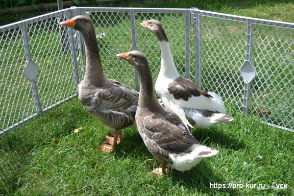 Как отличить гусака от гусыни у взрослой птицы