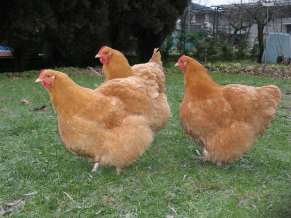 Лучшие мясо-яичные куры