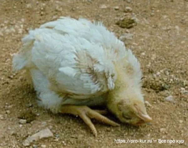 Болезни бройлеров — симптомы и лечение Болезни бройлеров — симптомы и лечение