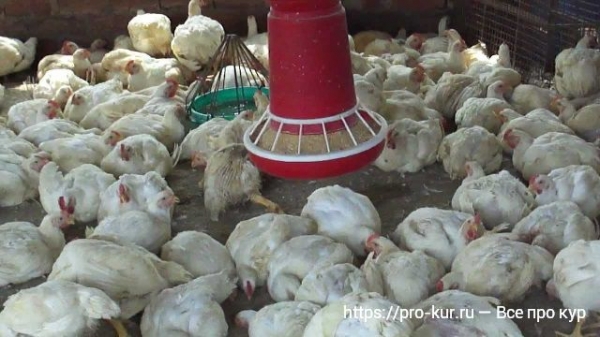 Болезни бройлеров — симптомы и лечение Болезни бройлеров — симптомы и лечение