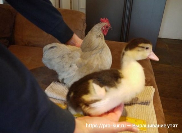 Выращивание утят в домашних условиях для начинающих Выращивание утят в домашних условиях для начинающих