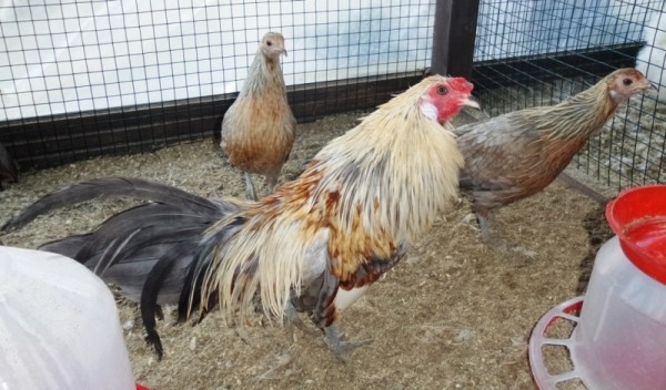 Феникс — курочка из китайских легенд