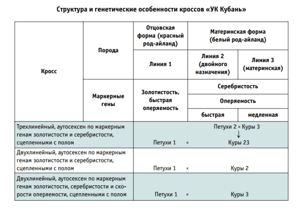Характеристика Кубанских несушек Характеристика Кубанских несушек