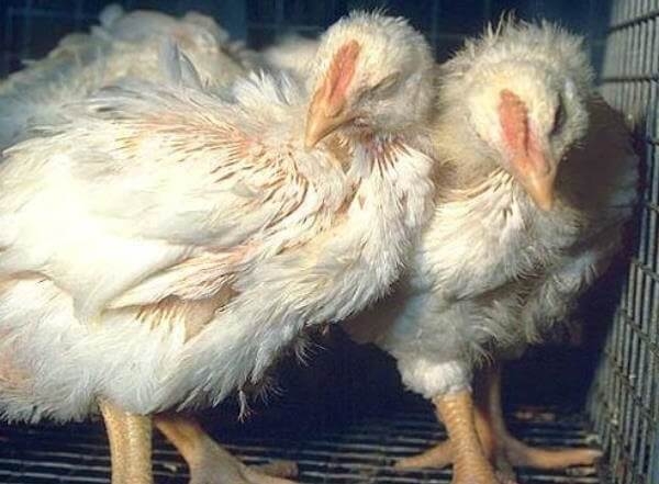 Болезни бройлеров — симптомы и лечение Болезни бройлеров — симптомы и лечение