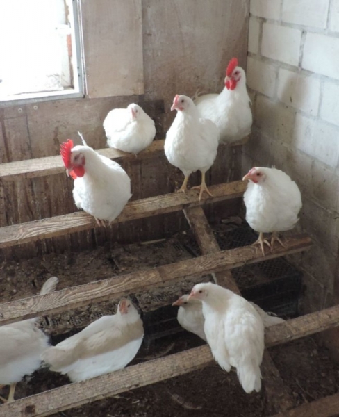 Характеристика Ленинградской породы кур