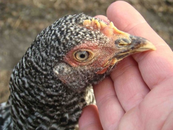 Знакомимся с курочками породы Геркулес