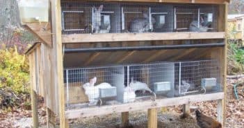 Зимнее содержание кур или правильный курятник