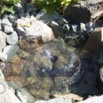 Как сделать пруд на даче, в саду, возле дома Как сделать пруд на даче, в саду, возле дома