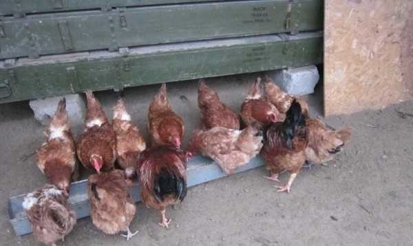 Курятник внутри: что необходимо и как сделать Курятник внутри: что необходимо и как сделать