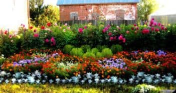 Вьющиеся растения для дачи Вьющиеся растения для дачи