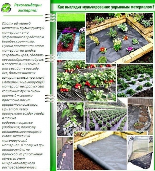 Нужно ли использовать укрывной материал для клубники?