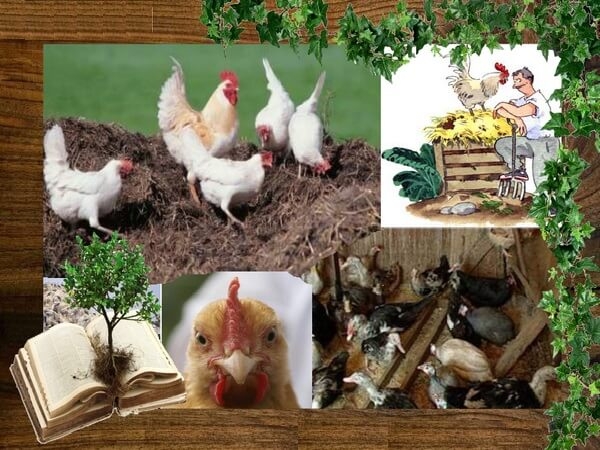 7 причин обзавестись курочками в этом году