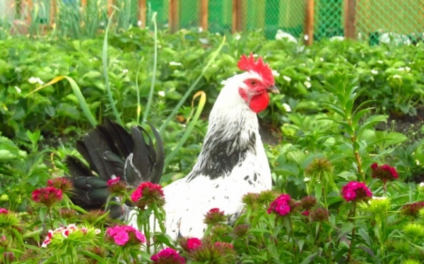 Котляревская — универсальная курочка родом с Кавказа