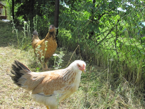 Все о Загорской лососевой породе
