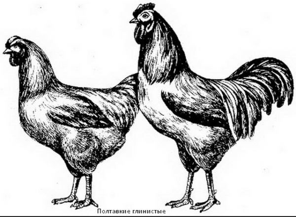 Полтавские глинистые курочки — кто они?