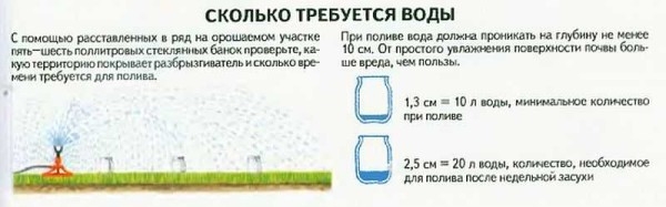 Как сделать газон: виды, подготовка, посадка, уход Как сделать газон: виды, подготовка, посадка, уход
