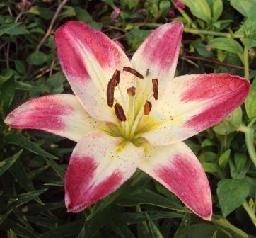 Лилии – посадка, уход, размножение. Лилии – посадка, уход, размножение.