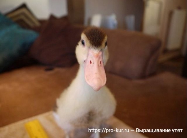 Выращивание утят в домашних условиях для начинающих Выращивание утят в домашних условиях для начинающих