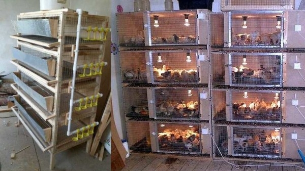 Курятник внутри: что необходимо и как сделать Курятник внутри: что необходимо и как сделать