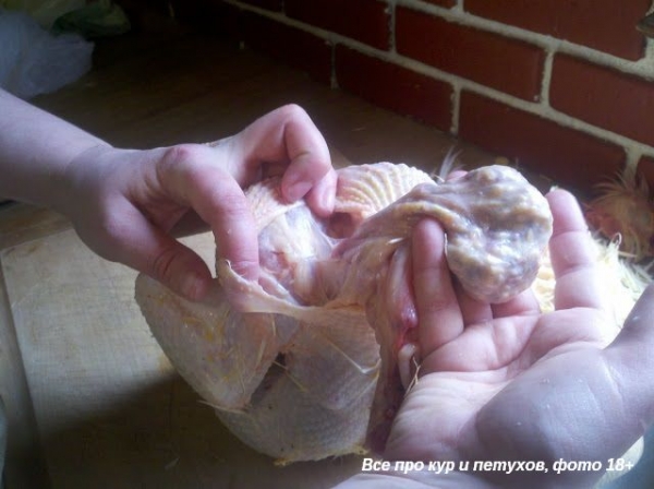 Как ощипать и разделать курицу в домашних условиях