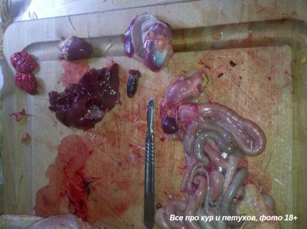 Как ощипать и разделать курицу в домашних условиях