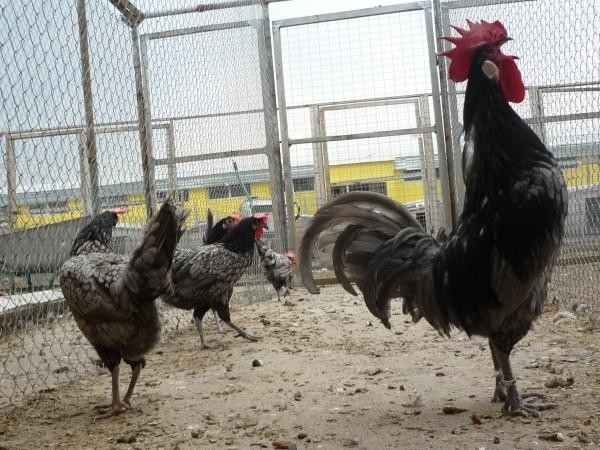 Читатели интересуются — долив воды в инкубатор Блиц-48 и странный голос у Андалузского петуха