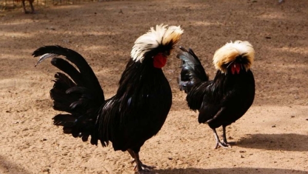 Кто такие куры породы Бентамка? Кто такие куры породы Бентамка?