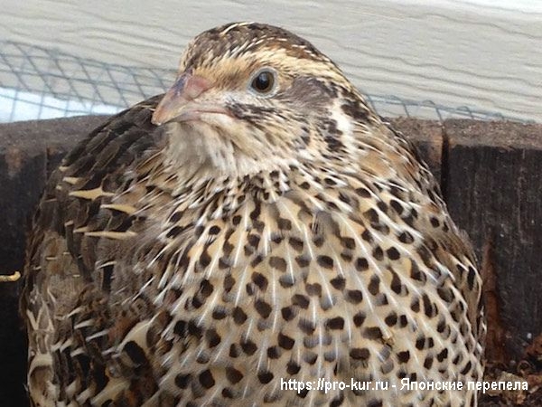 Как содержать японских перепелов? Как содержать японских перепелов?