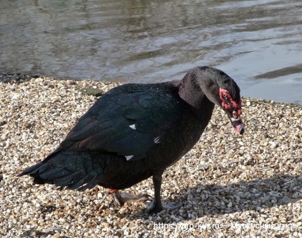 Мускусные утки в домашних условиях