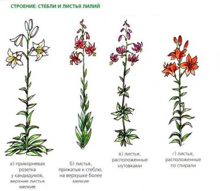 Лилии - описание, классификация сортов Лилии - описание, классификация сортов