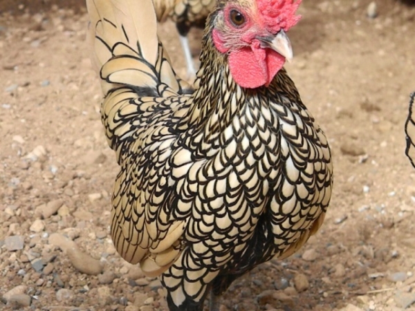 Все, что вы хотели знать о декоративных курах Все, что вы хотели знать о декоративных курах