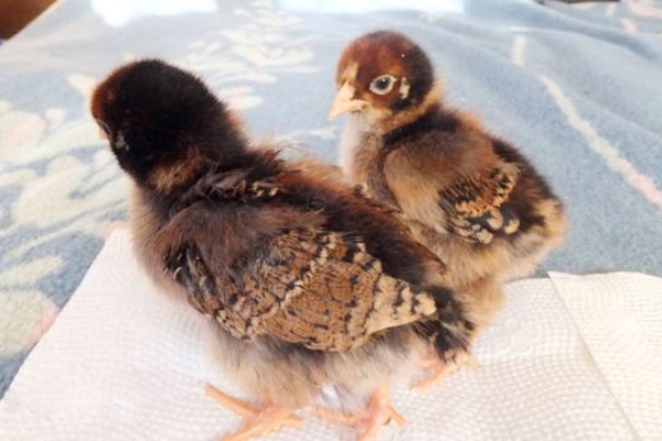 Знакомимся с курочками породы Геркулес