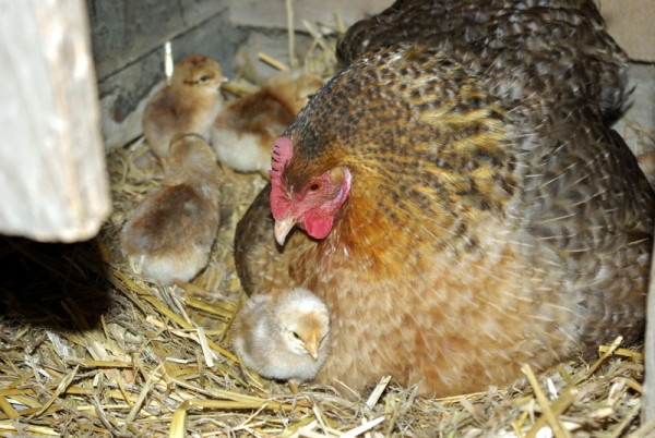 Все о немецких курах Билефельдер