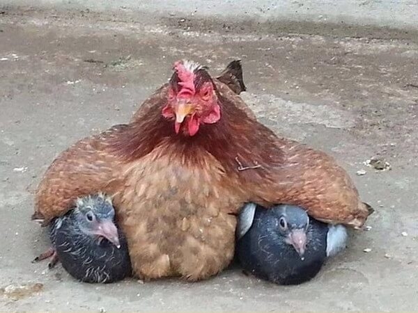 7 невероятных фактов про кур и петухов