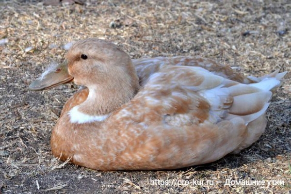 Домашние утки — общая информация Домашние утки — общая информация