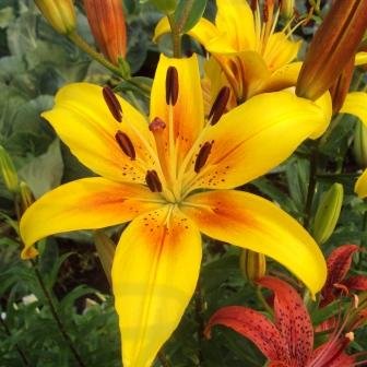 Лилии – посадка, уход, размножение. Лилии – посадка, уход, размножение.