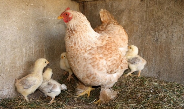 Лучшие мясо-яичные куры